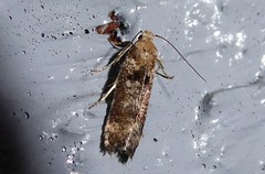 Anisoplaca acrodactyla