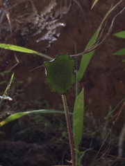 Dorstenia drakena