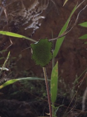 Dorstenia drakena