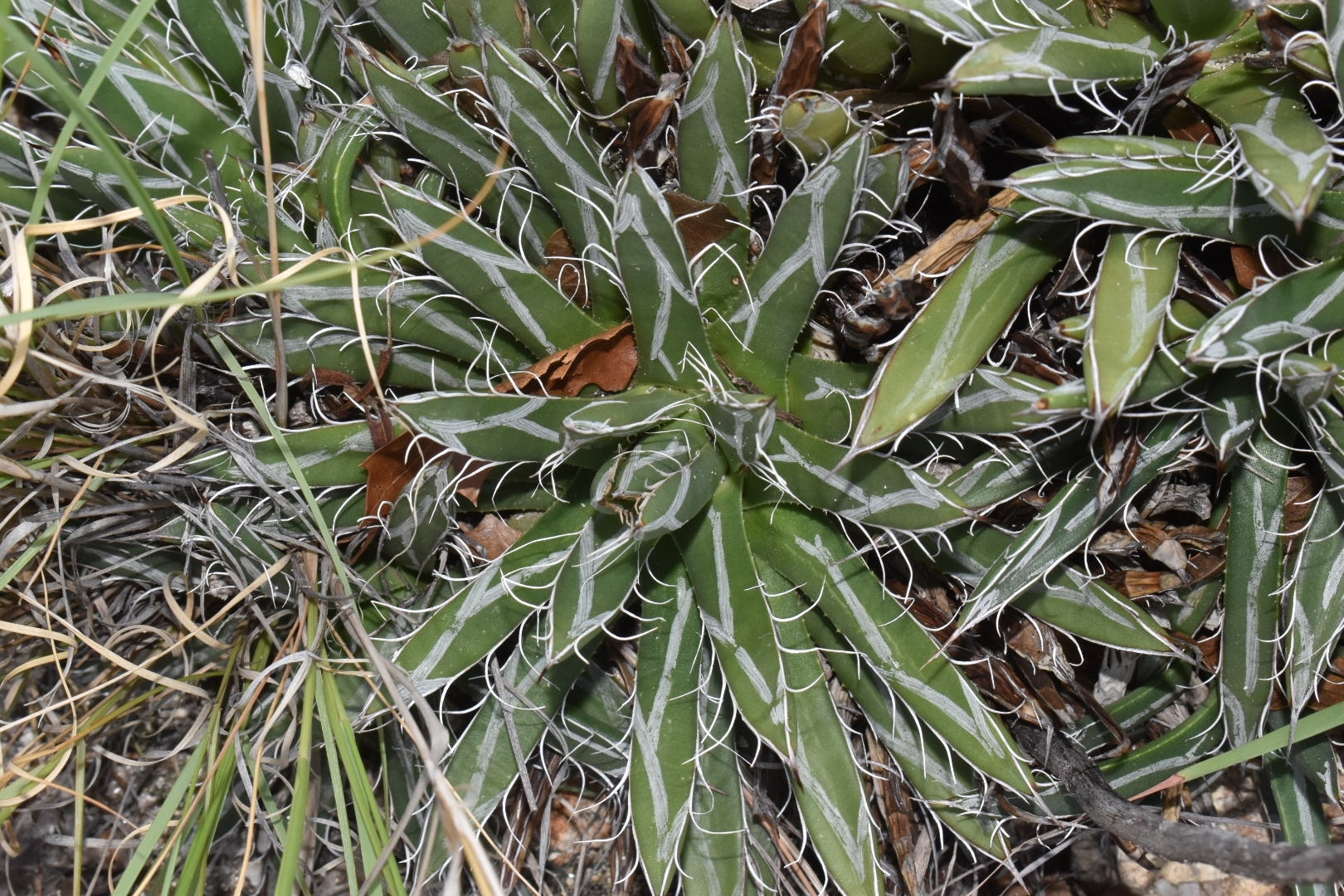 Santa Cruz striped agave Agave parviflora iNaturalist