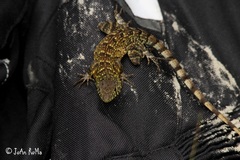 Sceloporus utiformis