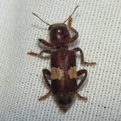 Enoclerus quadrisignatus