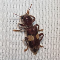 Enoclerus quadrisignatus