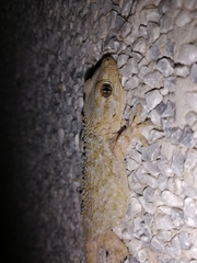 Tarentola mauritanica