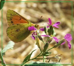 Colias vauthierii