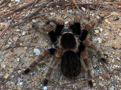 Mexican Orange Beauty Tarantula