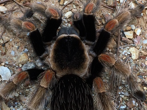 Mexican Orange Beauty Tarantula