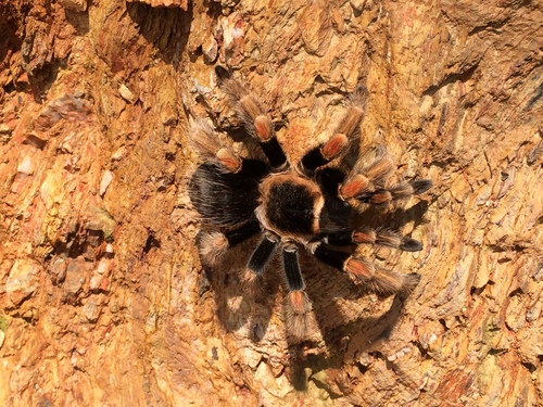 Mexican Orange Beauty Tarantula