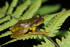 Scinax caprarius
