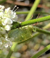 Thyanta pallidovirens