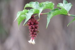 Leycesteria
