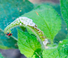 Collops quadrimaculatus