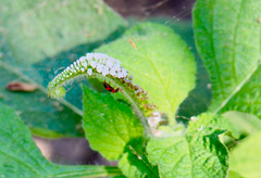 Collops quadrimaculatus