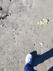 Pelecanus erythrorhynchos