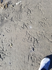 Pelecanus erythrorhynchos