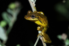 Scinax caprarius