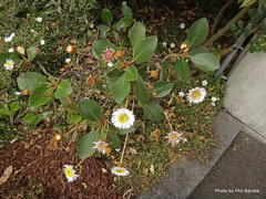 Pachystegia rufa
