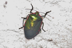 Rhyssocephala splendens