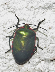 Rhyssocephala splendens