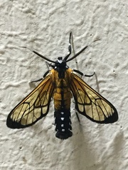 Cosmosoma xanthistis