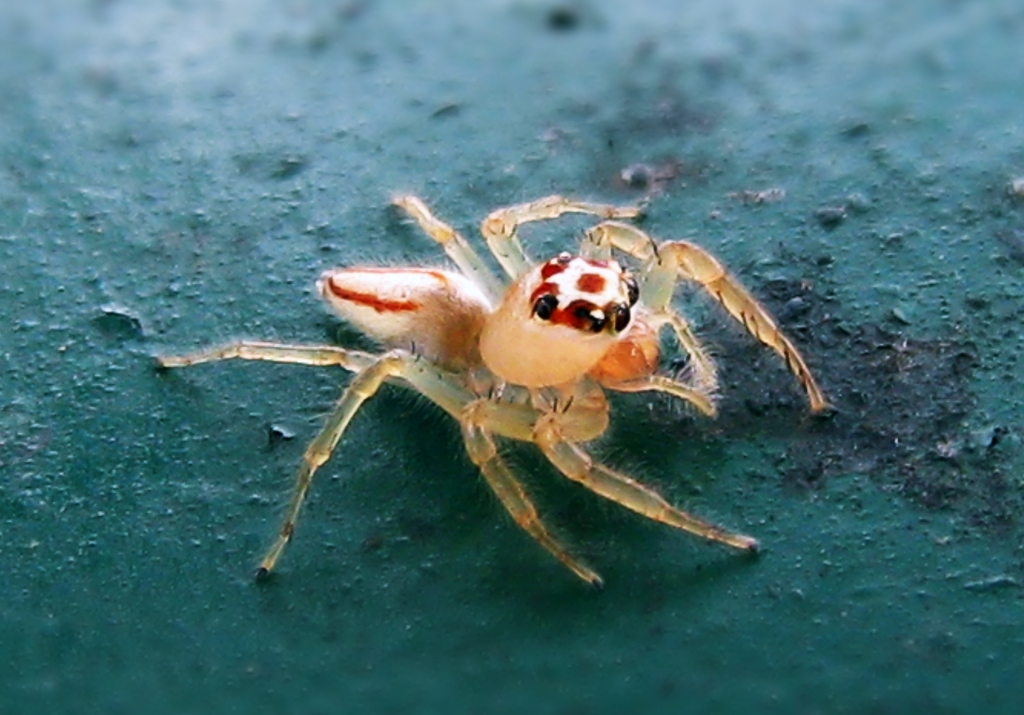 Two-striped Telamonia