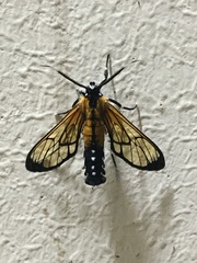 Cosmosoma xanthistis