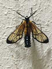 Cosmosoma xanthistis