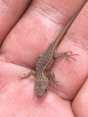 Sceloporus dixoni