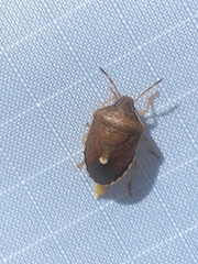 Holcostethus limbolarius