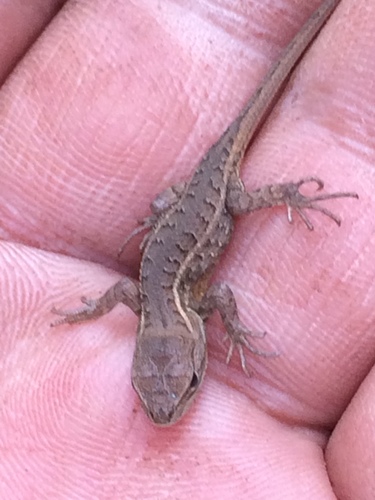San Gabriel Bunchgrass Lizard