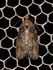 Thrincophora
