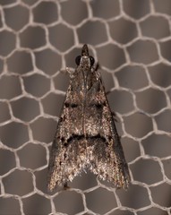 Eclipsiodes crypsixantha