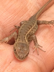 Sceloporus dixoni