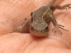 Sceloporus dixoni