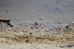 Cicindela carthagena