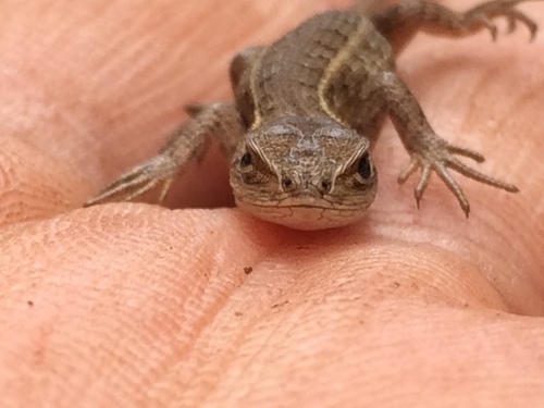 San Gabriel Bunchgrass Lizard