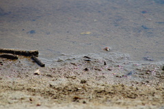 Cicindela carthagena