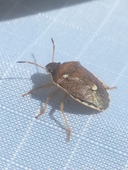 Holcostethus limbolarius