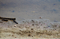 Cicindela carthagena