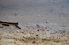 Cicindela carthagena