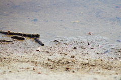 Cicindela carthagena