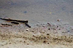 Cicindela carthagena