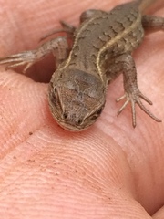 Sceloporus dixoni