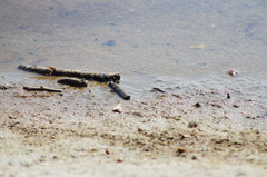 Cicindela carthagena