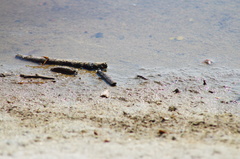 Cicindela carthagena