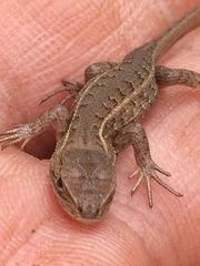 Sceloporus dixoni