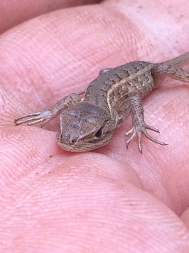 San Gabriel Bunchgrass Lizard