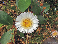 Pachystegia rufa