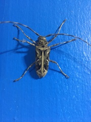 Macropophora accentifer