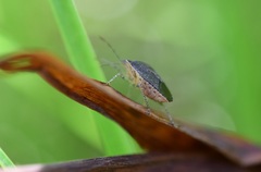 Euschistus biformis